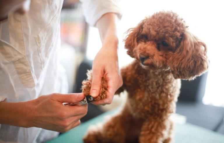 dog at the groomers