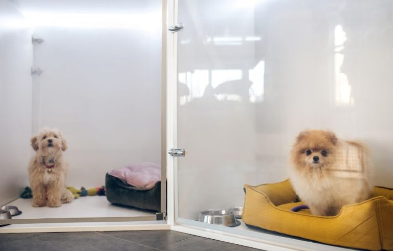 dog boarding