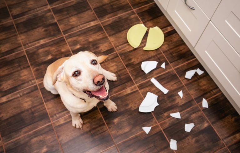 dog broken plate