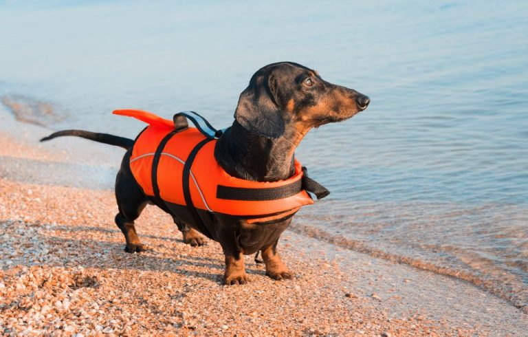 dog friendly beach
