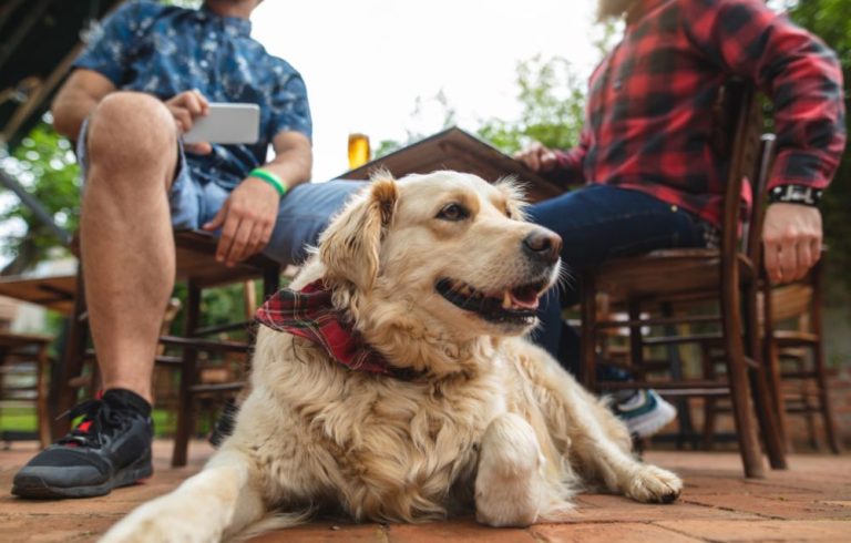 dog friendly brewery