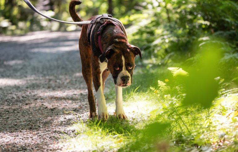 dog friendly trail