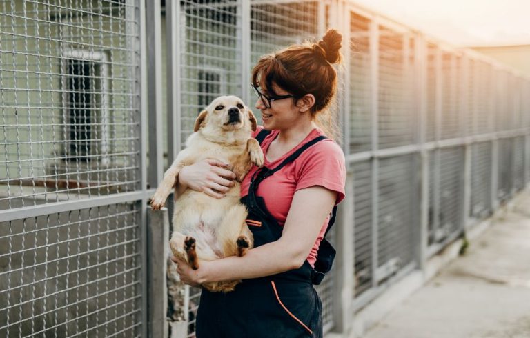 dog rescue