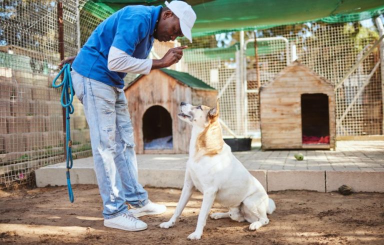 dog training