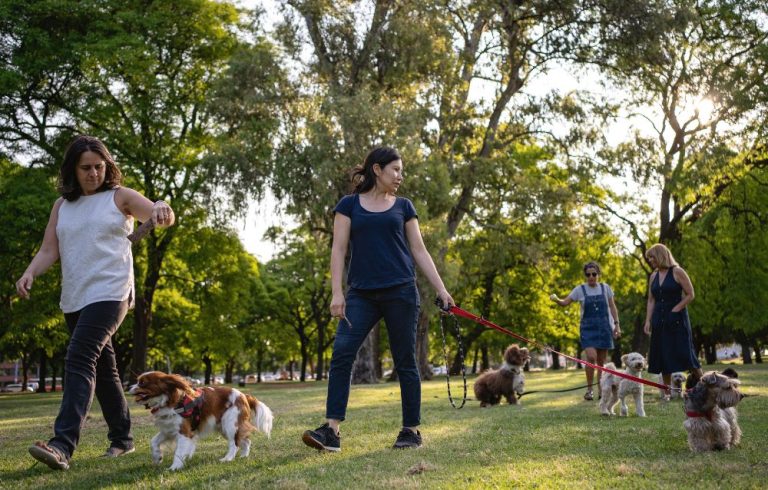 dog park