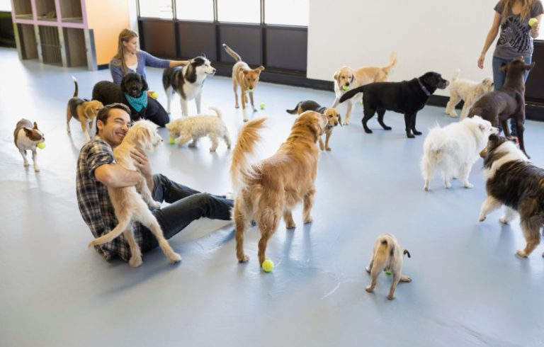 dog daycare